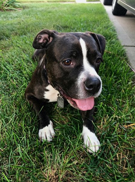 pittie tri 0.jpg